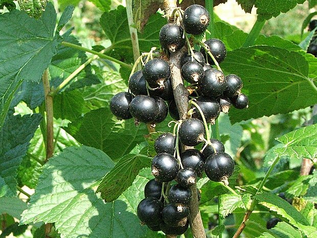 Černý rybíz jako superfood