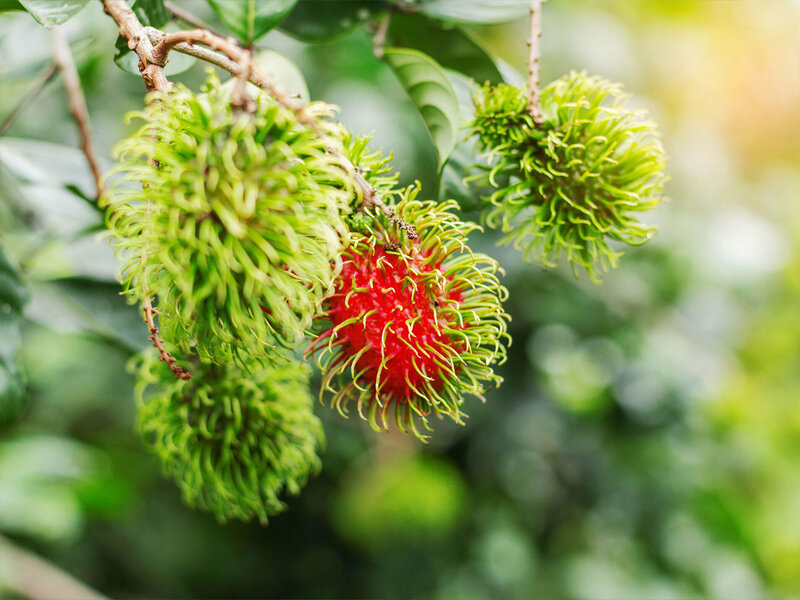 Ropogós gyümölcs – Rambután
