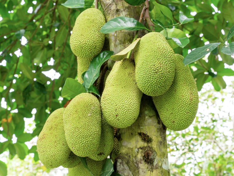Ropogós gyümölcs – Jackfruit